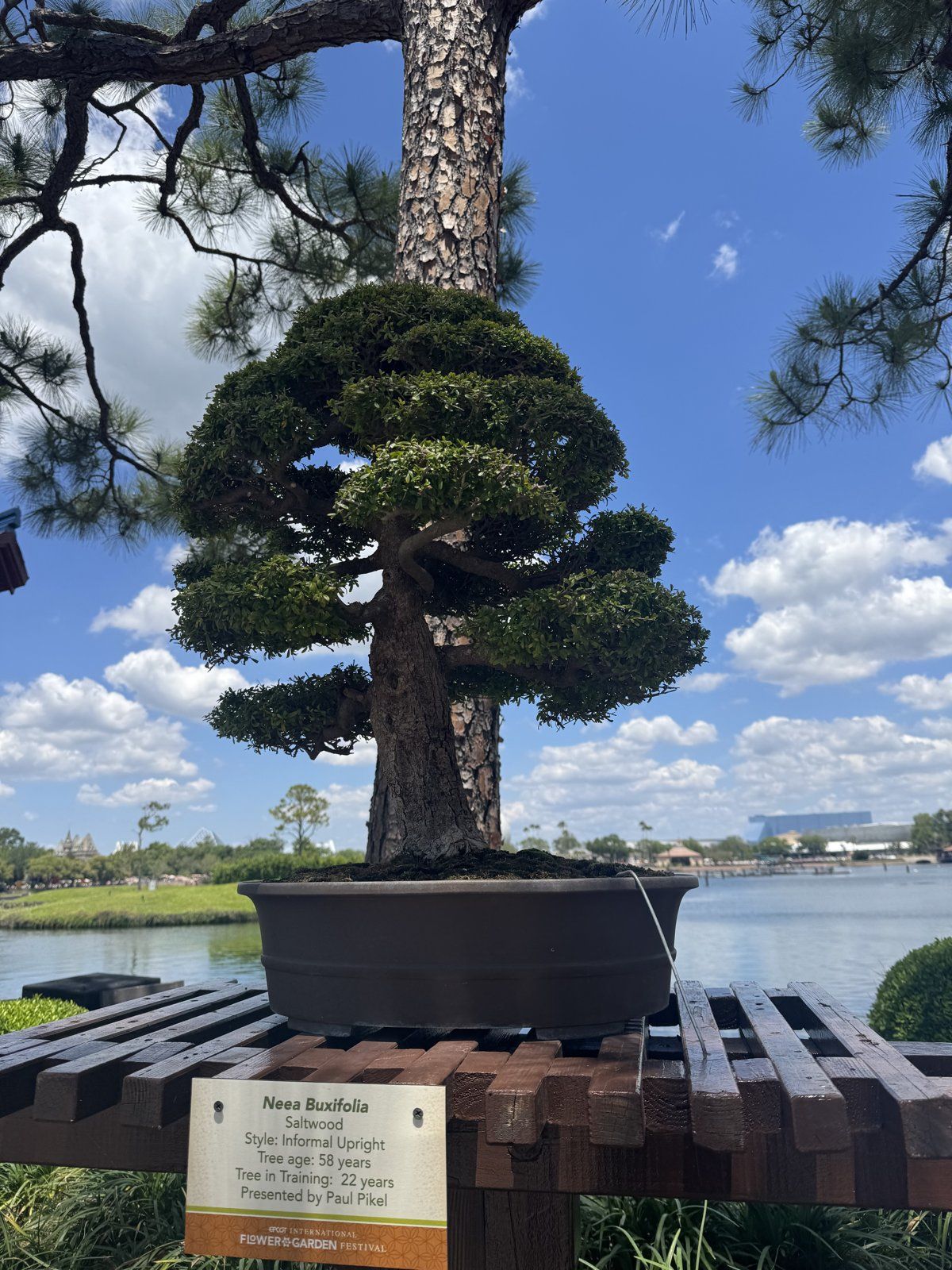 A bonsai on display during the Flower and Garden Festival